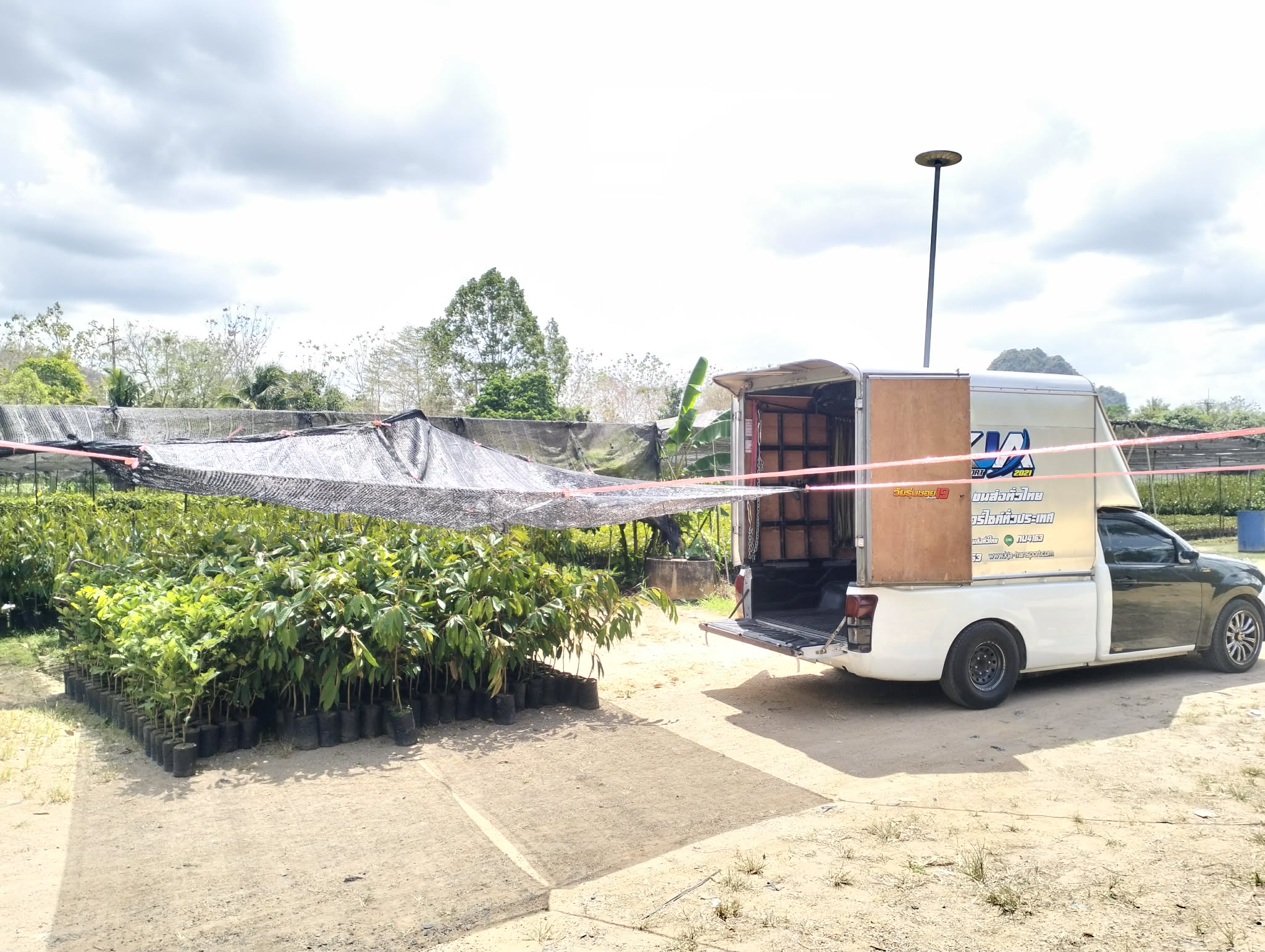 ส่งต้นกล้าทุเรียน สุราษฎร์ธานี - กทม